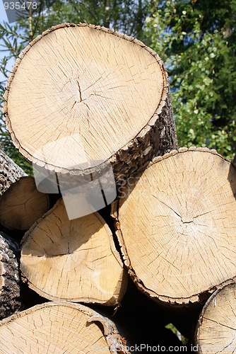 Image of Birch Logs Close Up