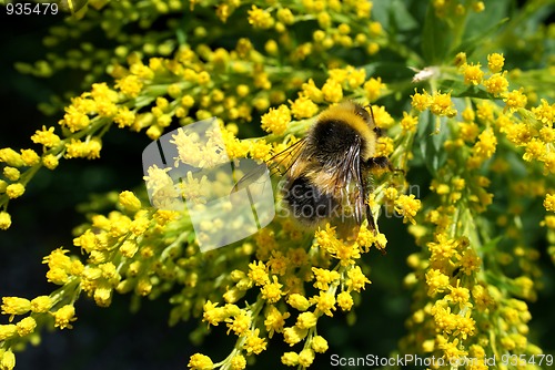 Image of Bumblebee Bombus magnus in Solidago Flowers