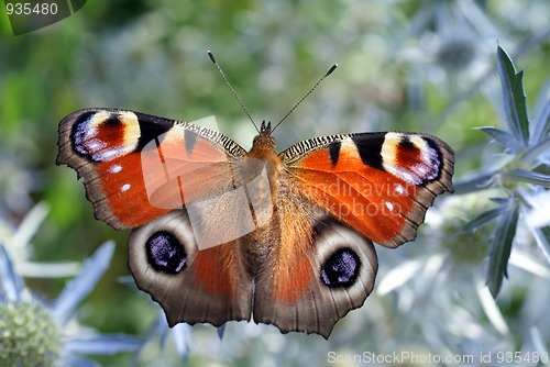 Image of Peacock Butterfly, Inachis io