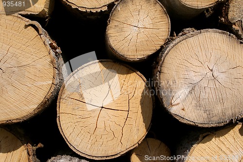 Image of Birch Logs Background, Horizontal View