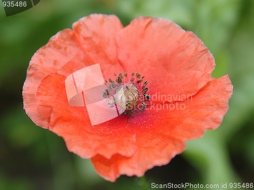 Image of Red poppy in the garden