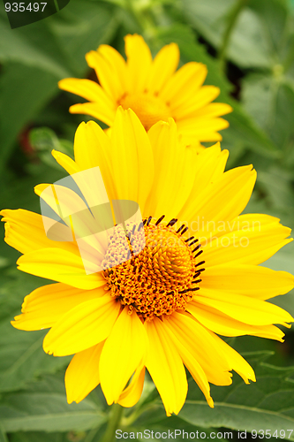 Image of Two yellow arnica flowers