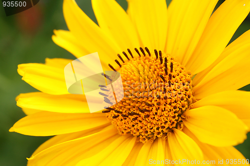 Image of Closeup of yellow arnica flower