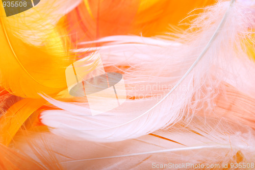 Image of Colored feathers