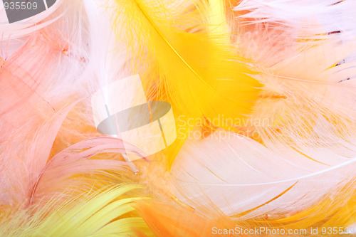 Image of Colored feathers