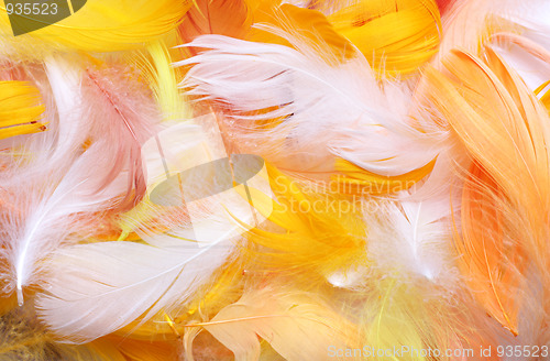 Image of Colored feathers