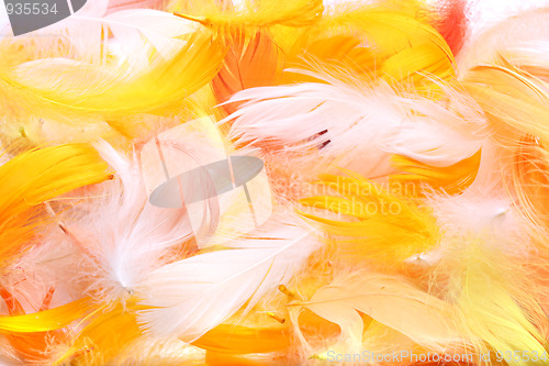 Image of Colored feathers