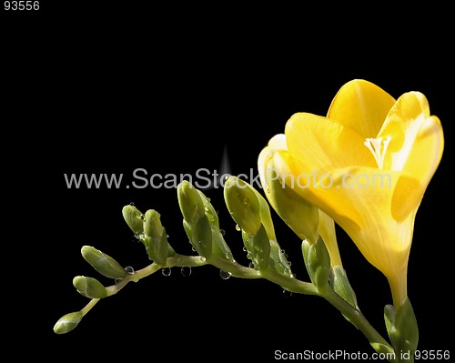 Image of freesia