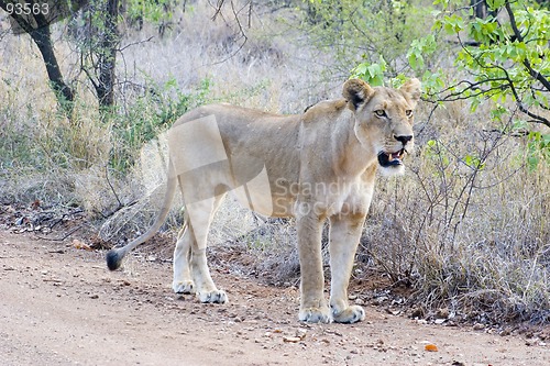 Image of African Lion