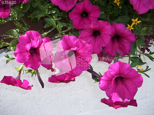 Image of Petunia on a white background