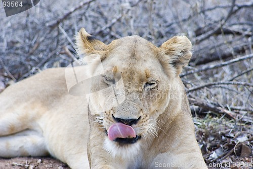 Image of African Lion