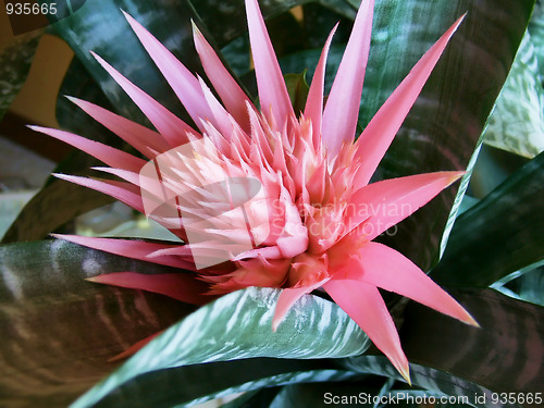Image of Exotic blossom  
