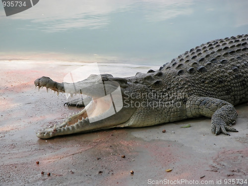 Image of Crocodile   