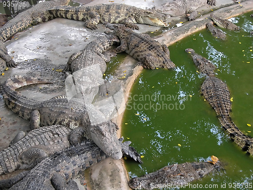 Image of Crocodile  
