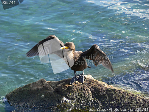 Image of Cormorant    