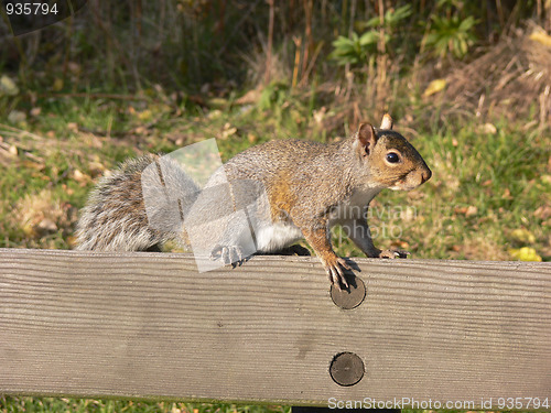 Image of Squirrel on the park bench.  