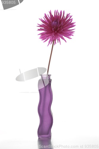 Image of Single purple dalia flower