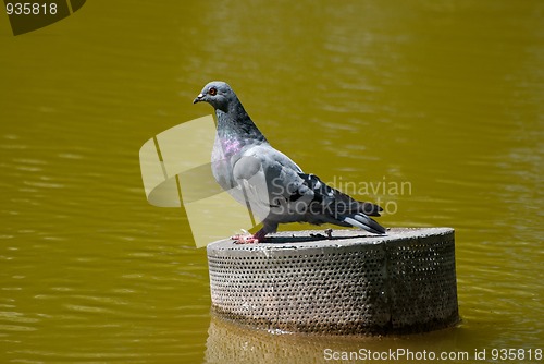 Image of Grey pigeon