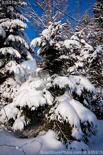 Image of snowcovered