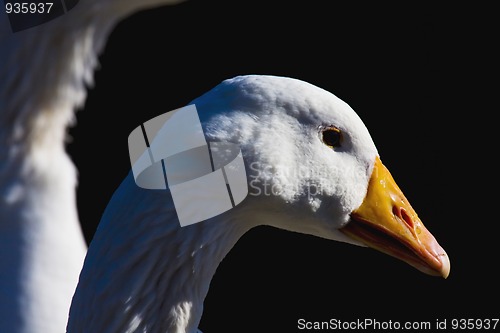 Image of goose head