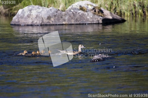 Image of pintail