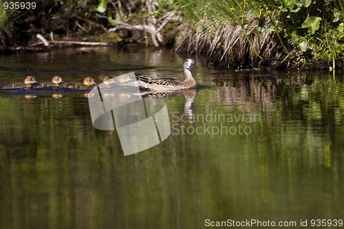 Image of pintail