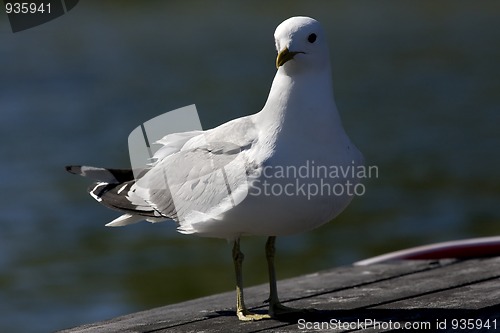 Image of seagull