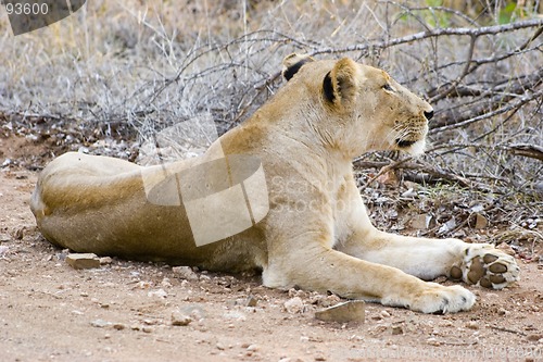 Image of African Lion