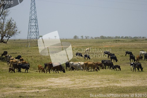 Image of Cattle Mozambique