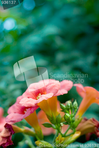 Image of orange flowers 