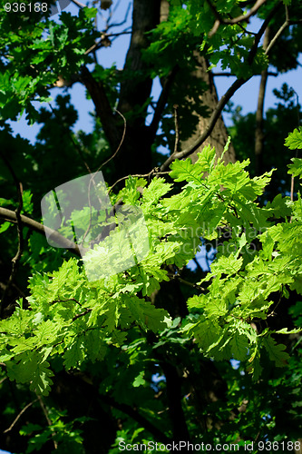 Image of oak tree