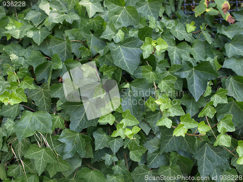 Image of Ivy