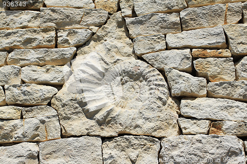 Image of Ammonite