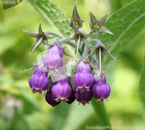 Image of Comfrey