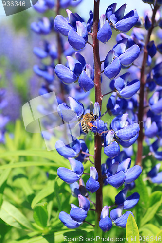 Image of Flower and bee