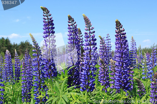 Image of Lupin