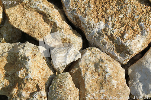 Image of Prehistoric fossil