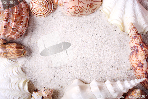 Image of Seashells frame