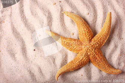 Image of Starfish on the sand