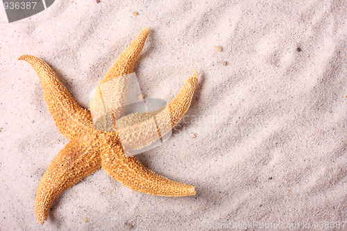 Image of Starfish on the sand