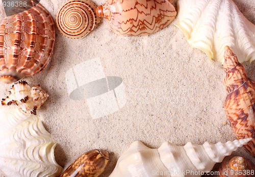 Image of Seashells frame