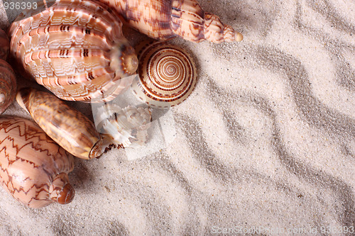 Image of Seashells on the sand