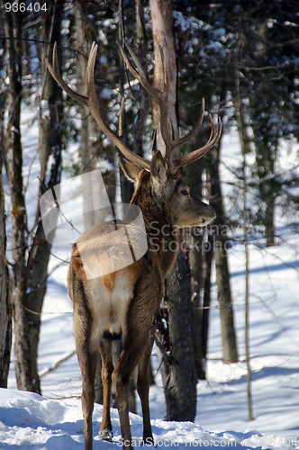 Image of Elk