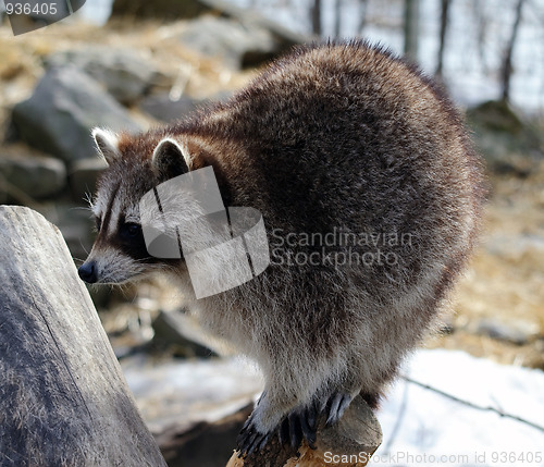 Image of Raccoon