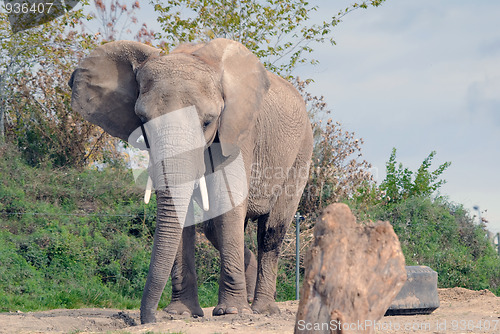 Image of Elephant