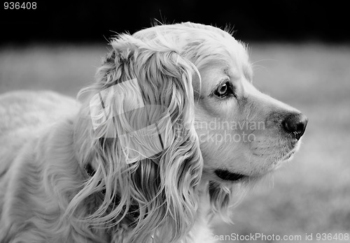 Image of American cocker