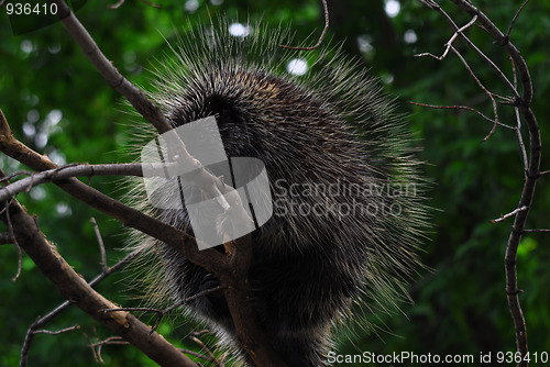 Image of Porcupine