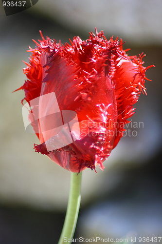 Image of tulips bloom