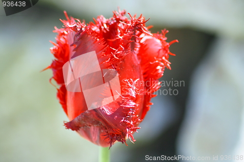 Image of tulips bloom