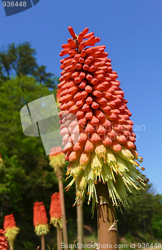 Image of A beautiful flower  